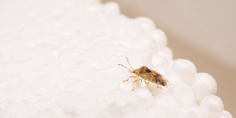 Bed Bug Control Experts in Austin, TX