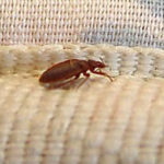 Bed Bugs Removal Austin TX