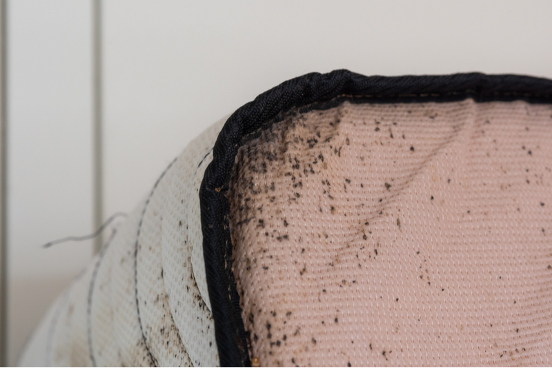 Best Bed Bug Treatment in Round Rock, TX