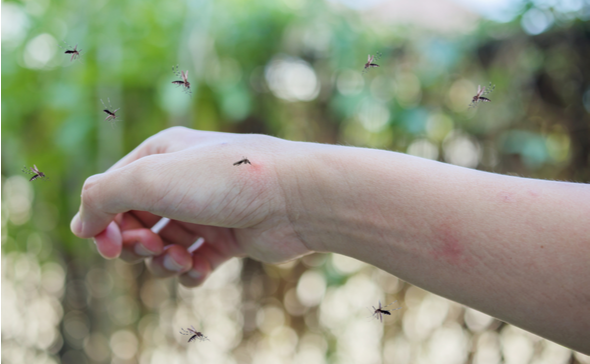 Best Mosquito Treatment in Leander, TX | DM Pest Control