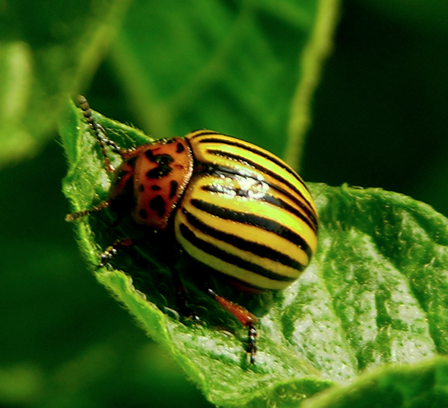 DM Pest Beetle