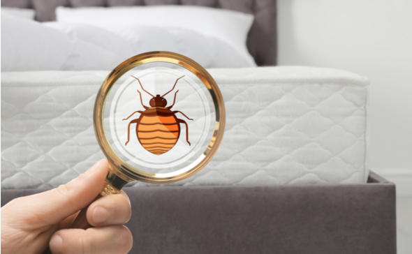 HOW DO I IDENTIFY A BED BUG INFESTATION? | DM Pest Control