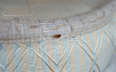 How Do I Get Rid of Bed Bugs?