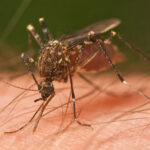 Mosquito Treatment Austin TX