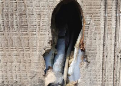 Rodent Removal Austin TX