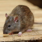 Rodent Removal Austin TX