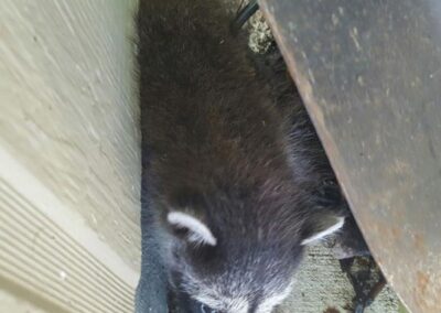 Rodent Removal Austin TX