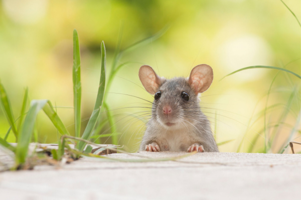 The Best Rodent Control Company in Cedar Park, TX