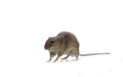 Rat and Mouse Elimination Services in Austin