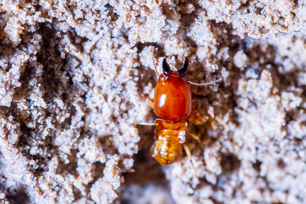 What Is the Best Treatment for Eliminating Termites?