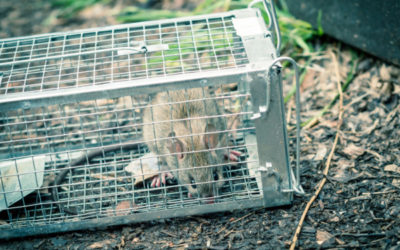 The Best Rodent Control Company in Leander, TX