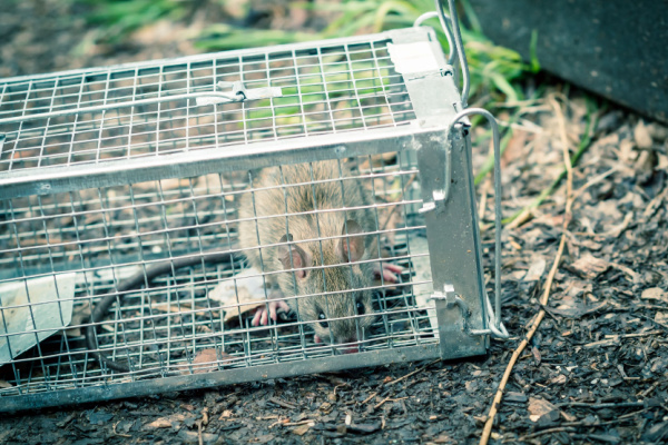 The Best Rodent Control Company in Leander, TX