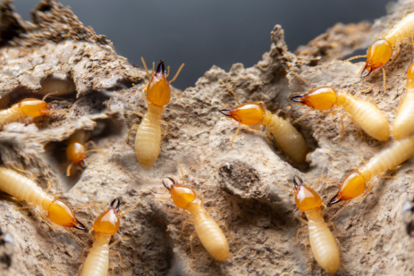 Termite Elimination Experts in Round Rock, TX