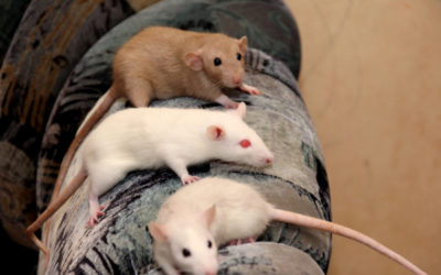 What Are Common Signs of a Rat Infestation?