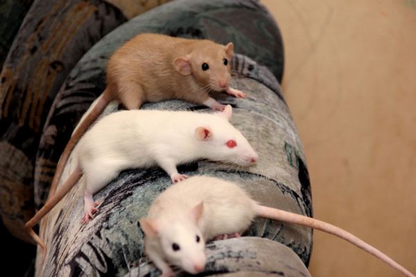 What Are Common Signs of a Rat Infestation?