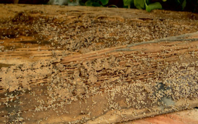 The Best Termite Exterminators in Round Rock, TX