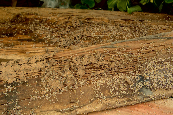 The Best Termite Exterminators in Round Rock, TX