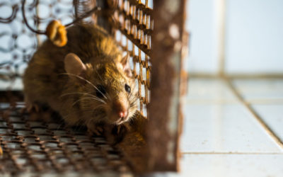 Rodent Prevention Tips for Austin, TX Homeowners
