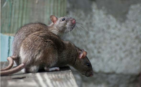 THE BEST RODENT CONTROL COMPANY IN LEANDER, TX | DM Pest Control