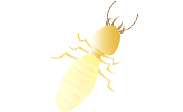 Termite control solutions in Leander, TX | DM Pest Control