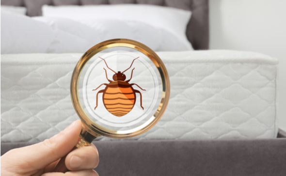 Top 3 Signs You Have a Bed Bug Infestation | DM Pest Control