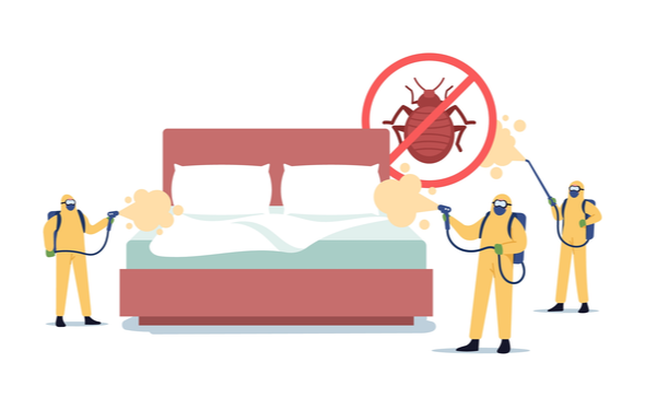 WHAT ARE THE MOST EFFECTIVE BED BUG TREATMENTS? | DM Pest Control
