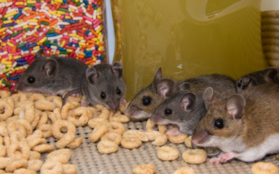 WHAT SHOULD I DO IF I HAVE A RODENT INFESTATION?