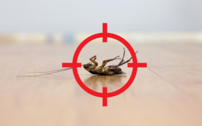 WHO IS THE BEST PEST CONTROL COMPANY IN LEANDER, TX?