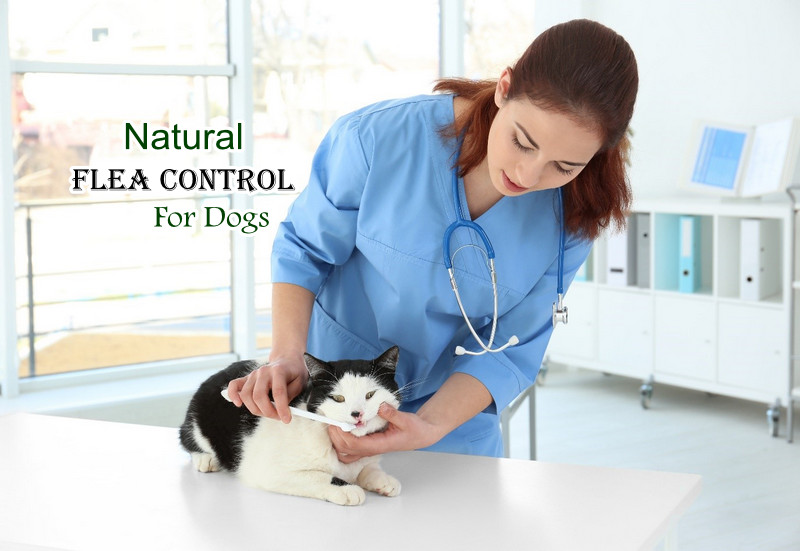 Top Pest Control Services: Your solution to the flea break-in