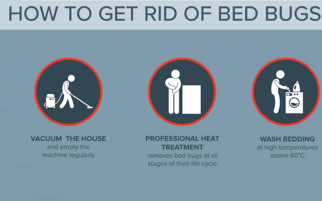 Bedbugs Removal: 3 Ways to Treat the Problem of Bed Bugs.