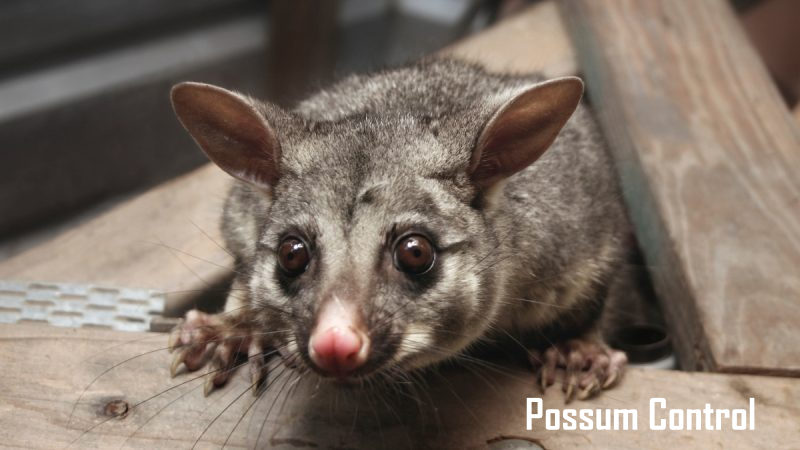 7 Easy Ways You Can try for Possum Control