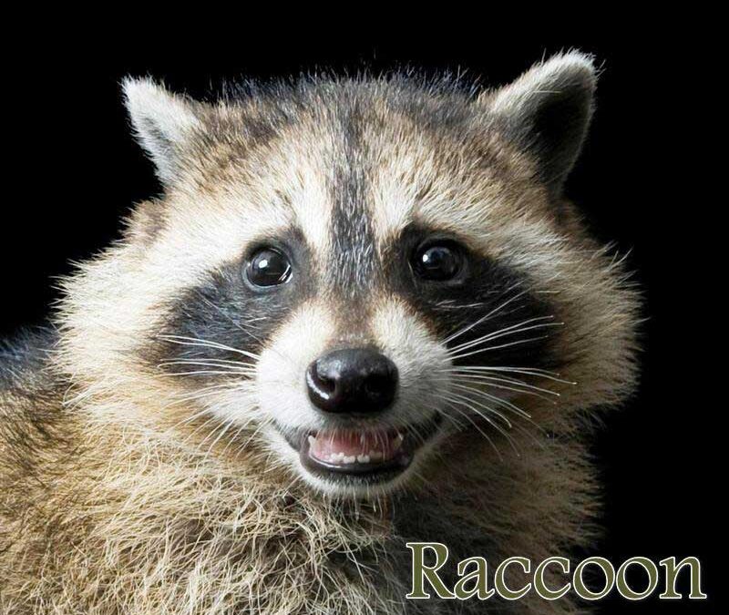 Tips to Raccoons Trapping and Remoaval in Round Rock