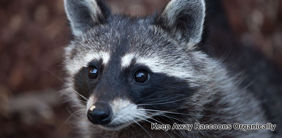 Racoons: How to Keep Them Away?