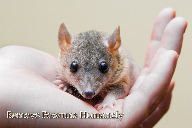 6 Tips on How to Remove Possums Humanely
