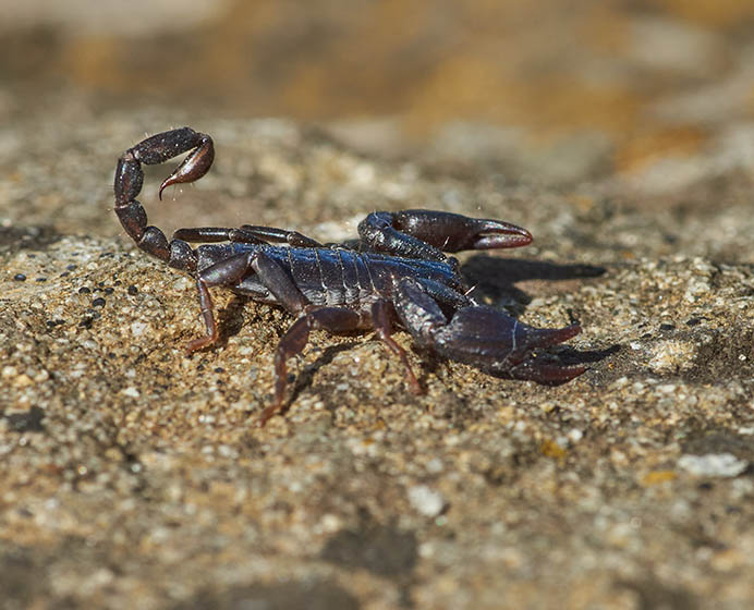 Scorpion Treatment Austin TX