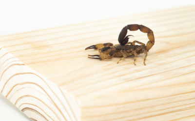 What Should I Do If I Find a Scorpion In My Home?
