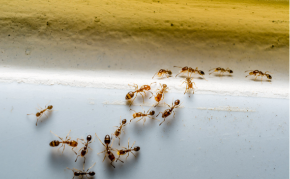 Ant Control and Prevention in Austin, TX