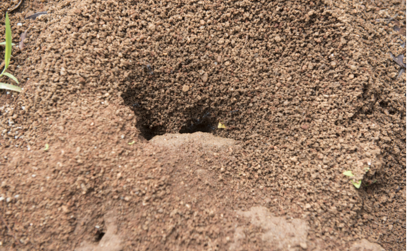 3 Signs Your Home Has an Ant Infestation