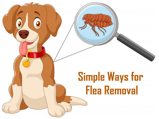 How do professional pest control services get rid of fleas?