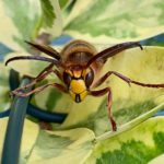 Wasp Removal Treatment Austin