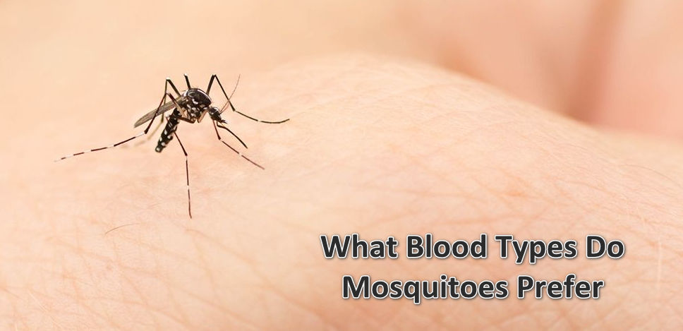 Do mosquitoes find a certain blood type yummier?